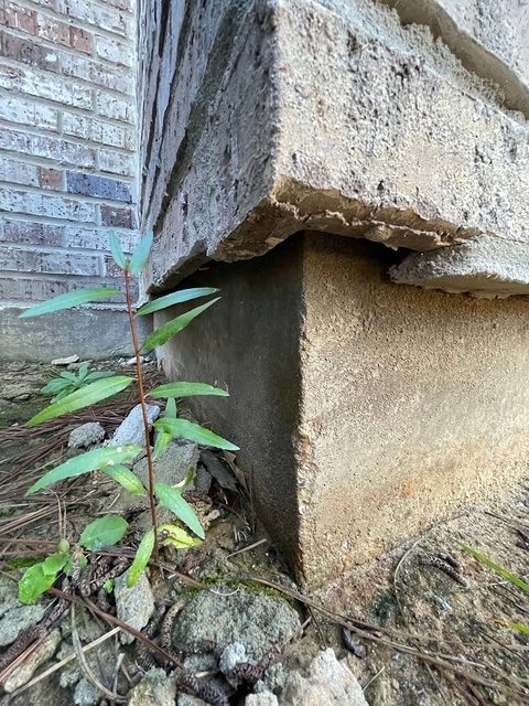 Vegetation growing directly against a foundation pier